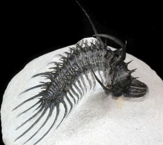 Alien Looking Spiny Quadrops Trilobite - #36171